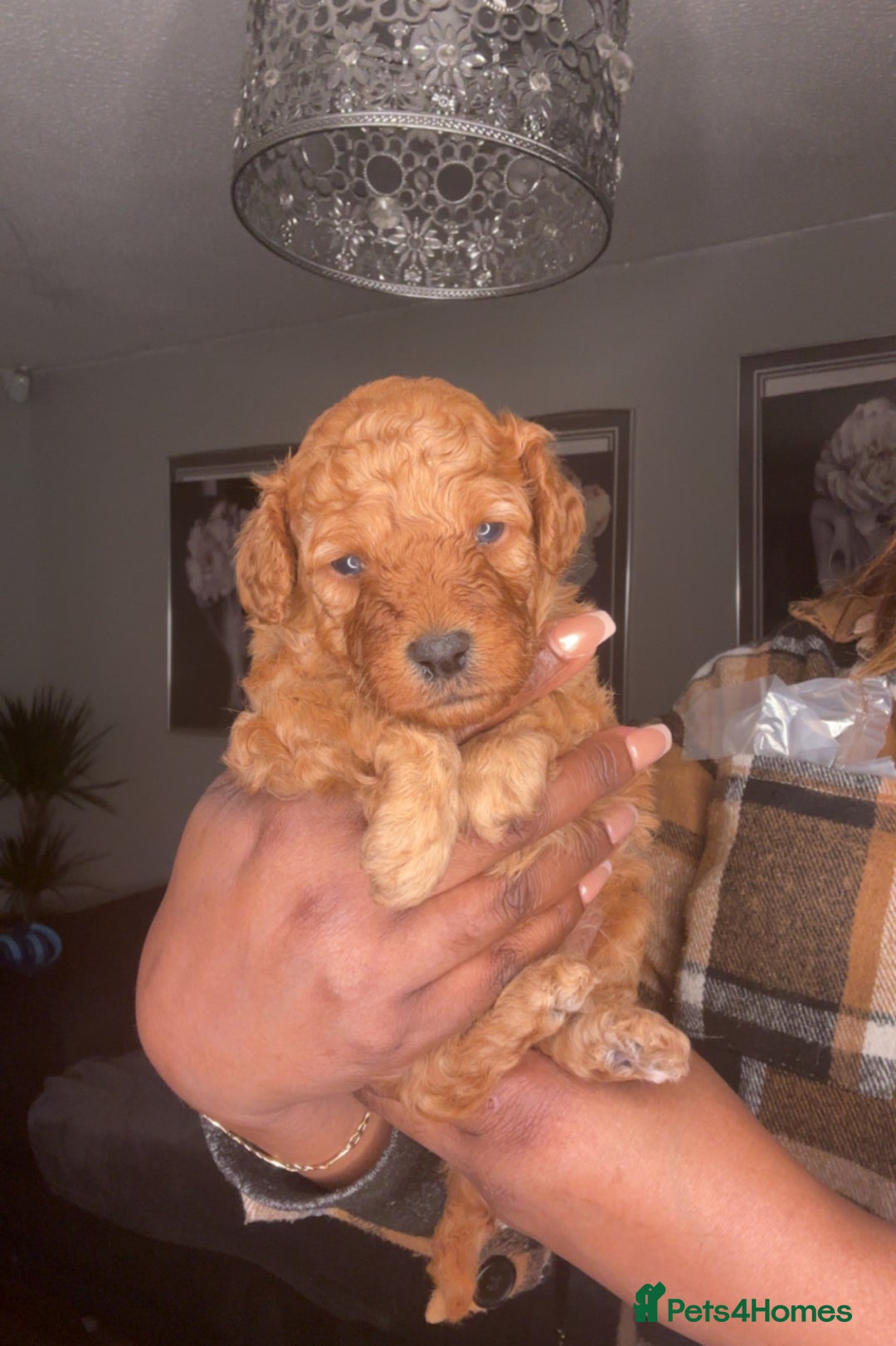 Cockapoo dogs for sale: 🐾 Beautiful Cockapoo Puppies🐾 - Advert 6