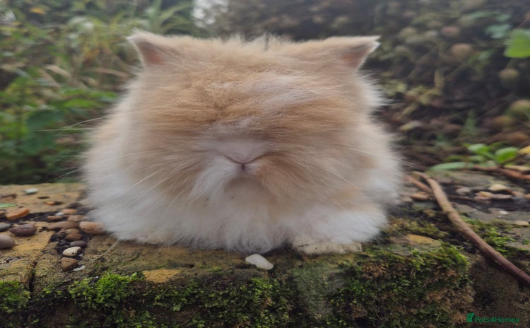 Angora rabbits Teddydwerg babies 💓💙 - Advert 1