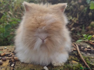 Angora rabbits Teddydwerg babies 💓💙 READY NOW 😍 - Advert 14