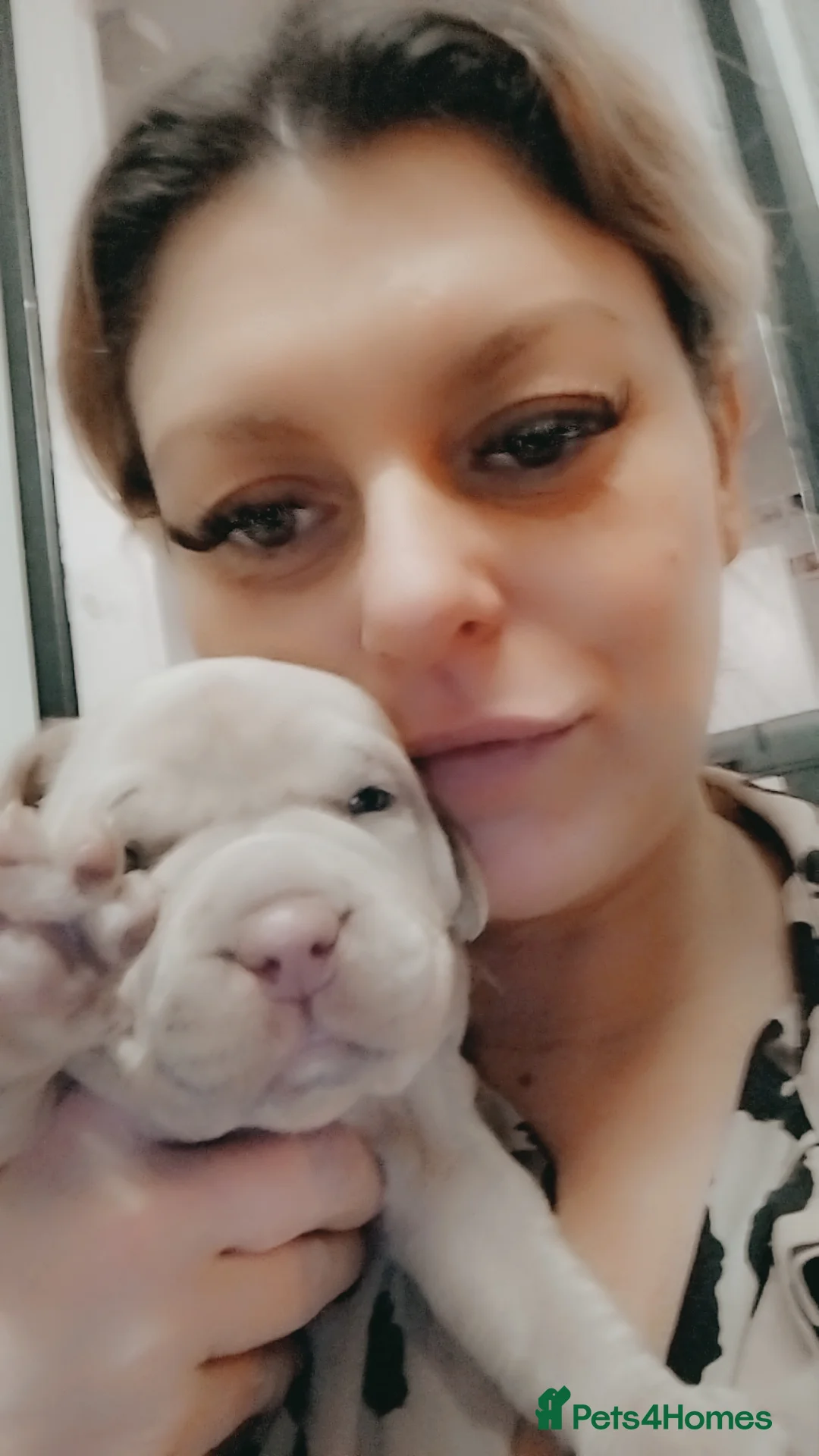 Mixed Breed dogs for sale: Exotic pocket bully cross  - Advert 8