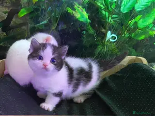 Munchkin cats 7 weeks oldFull Pedigree Munchkin kittens - Advert 4