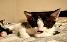 Mixed Breed cats for sale: 4 gorgeous tabby kittens - Image 6