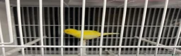 Canaries birds for sale: Fife canaries for sale in Crawley - Advert 3