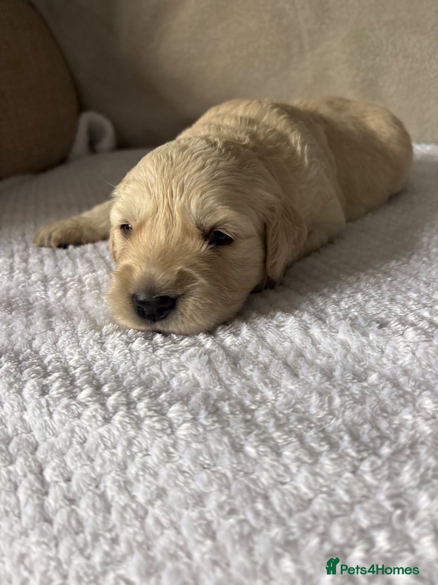 Golden Retriever dogs Beautiful golden retriever puppies  - Advert 2