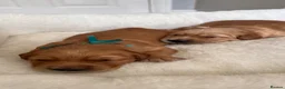 Golden Retriever dogs for sale: KC Golden Retrievers - Health Tested & Home Raised in Trowbridge - Advert 24