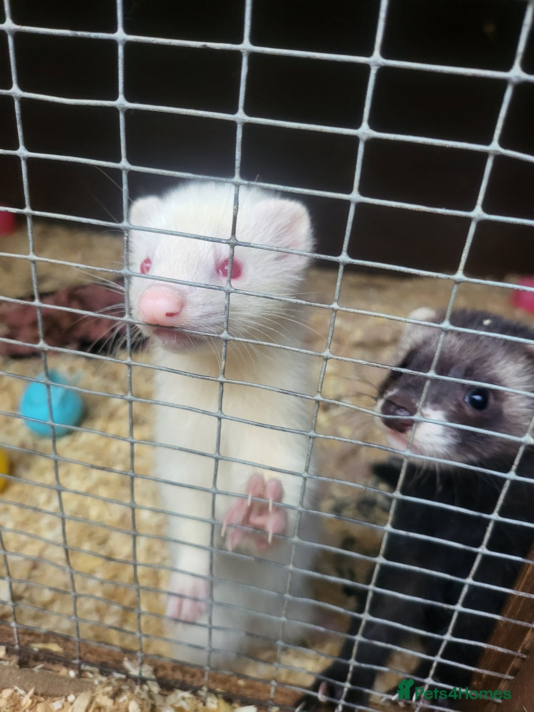 Ferret rodents for sale: Angora x working hobs - Image 8