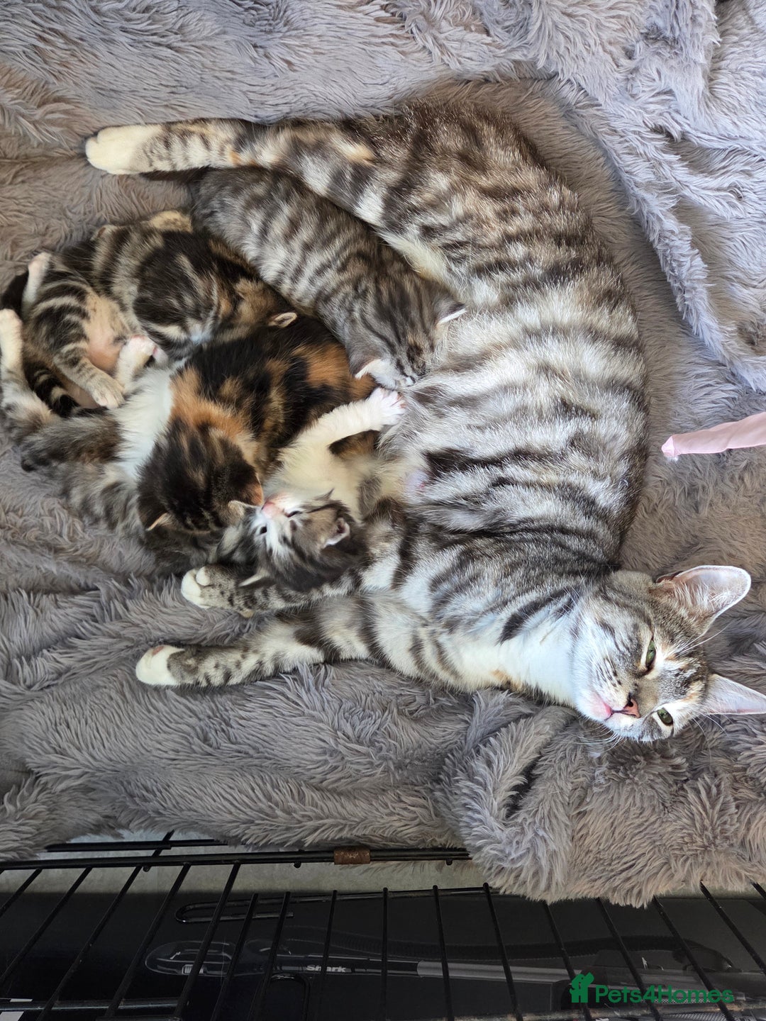 Mixed Breed cats for sale: Mixed colour tabby kittens - Image 13