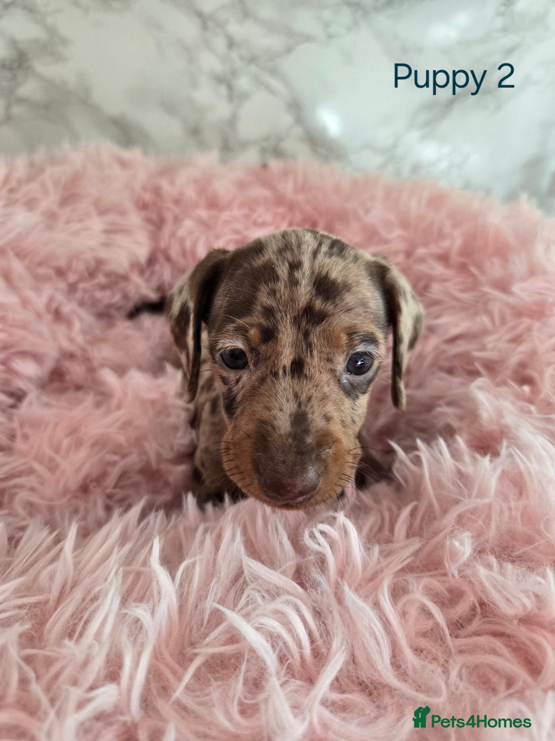 Miniature Dachshund dogs for sale: Stunning miniature dachshund puppies - Image 3