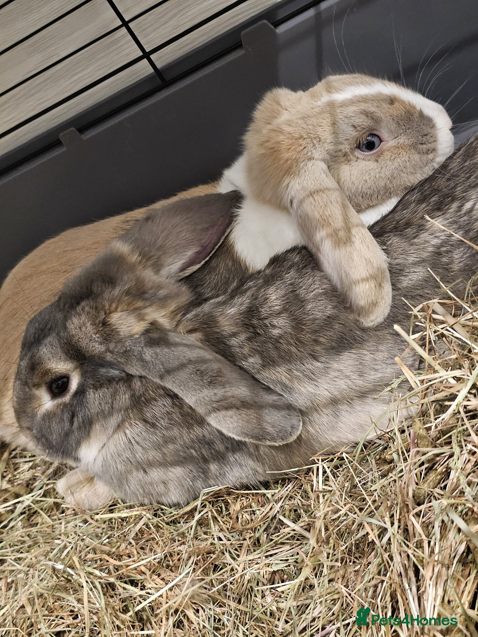 English Lop rabbits 🐰 Adorable Bonded Lop Rabbits for Sale 🐰 - Advert 2