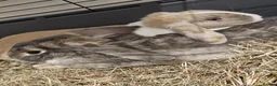 English Lop rabbits for sale: 🐰 Adorable Bonded Lop Rabbits for Sale 🐰 - Advert 2