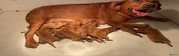 Labrador Retriever dogs for sale: Fox Red Labrador Puppies For Sale - Advert 14