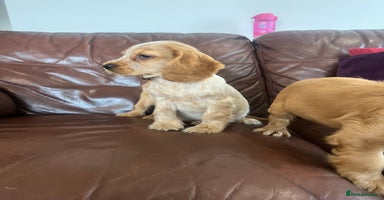 Cocker Spaniel dogs - Advert 13