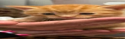 Mixed Breed cats for sale: Kittens for sale  - Advert 2