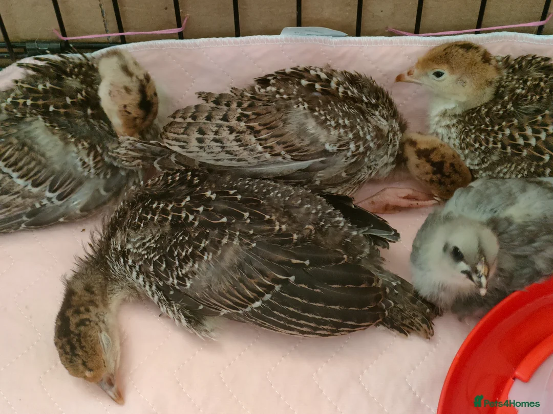 Turkeys poultry for sale: Hatching eggs available Norfolk Bronze turkeys  - Advert 7