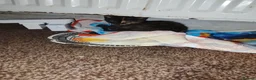 British Longhair cats for sale: Girls,and boys - Advert 14