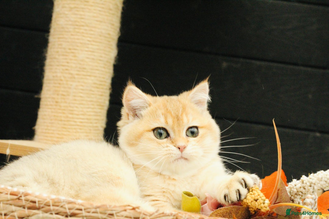 British Shorthair cats for sale: Gorgeous Golden Shaded girl - Image 7