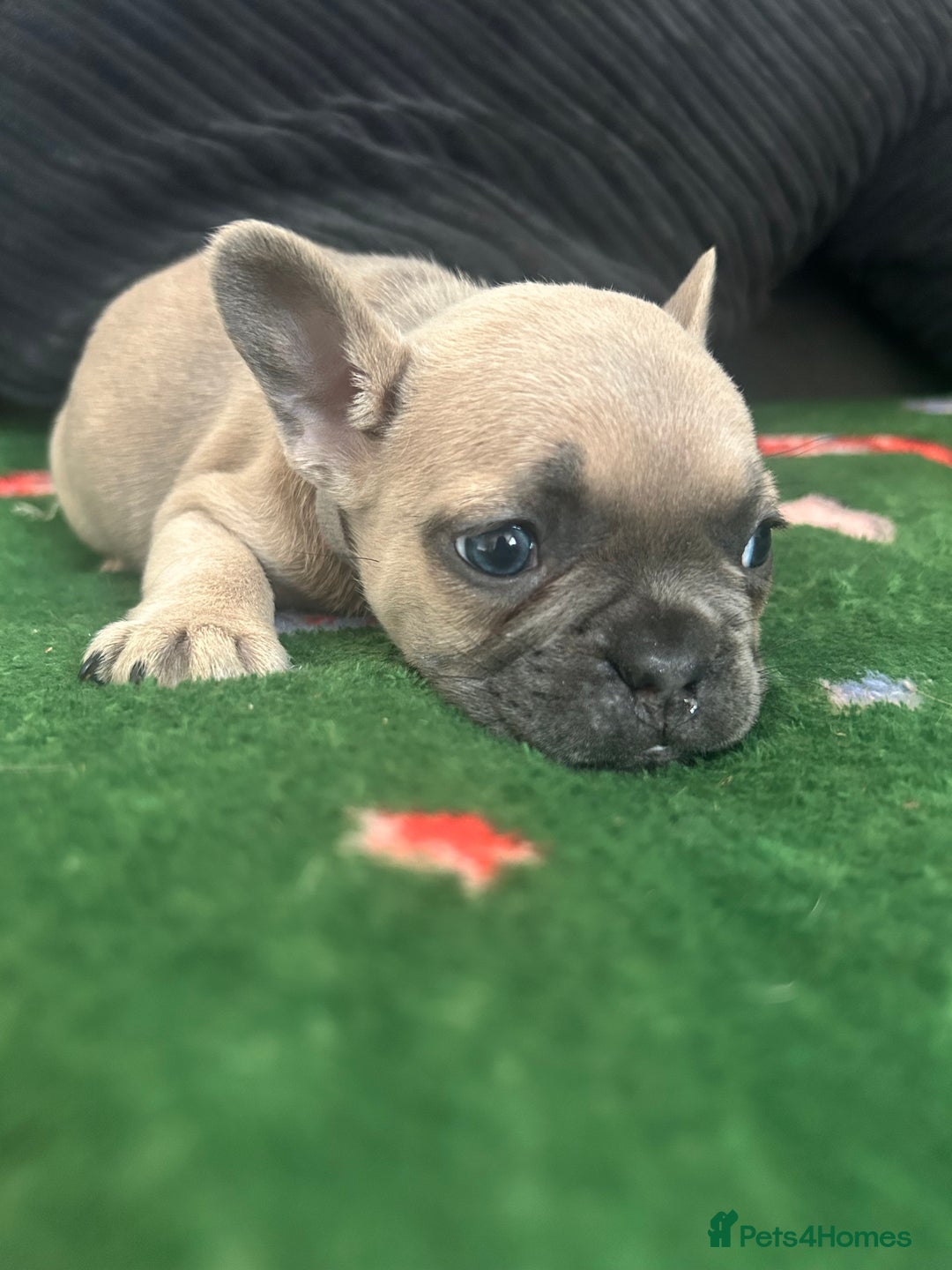 French Bulldog dogs for sale: KC French bulldog puppies dad 5 generation pedigre - Advert 7