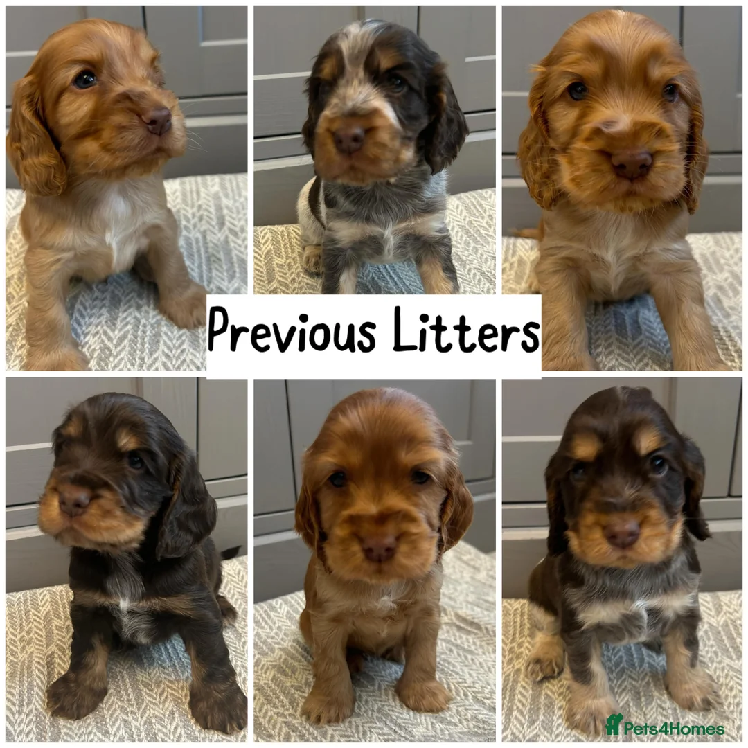 Cocker Spaniel dogs for stud: EXTENSIVELY Health Tested KC Show Cocker STUD in Chesterfield - Advert 19