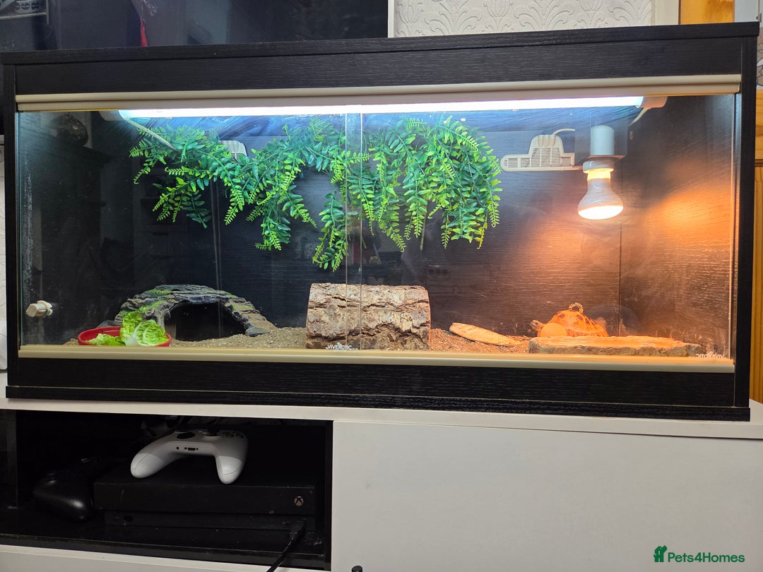 Tortoise reptiles for sale: Russian tortoise / horsfield - Advert 2