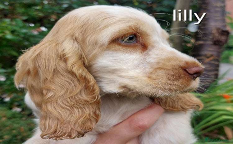 Cocker Spaniel dogs - Advert 7