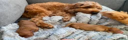 Cockapoo dogs for sale: Exceptional Cockapoo Puppies 🩷💙 - Advert 2
