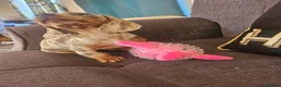 Miniature Dachshund dogs for sale: Female dashund in Skegness - Advert 3