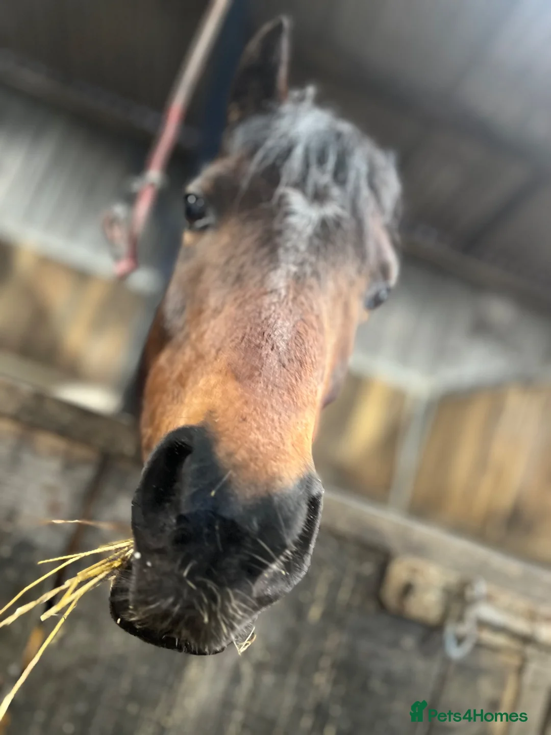 Riding pony horses for sale: Mothers dream pony  in Newton Aycliffe - Advert 2