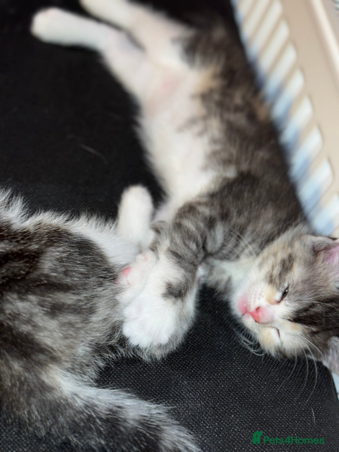 Mixed Breed cats for sale: 3 beautiful kittens available  - Advert 3