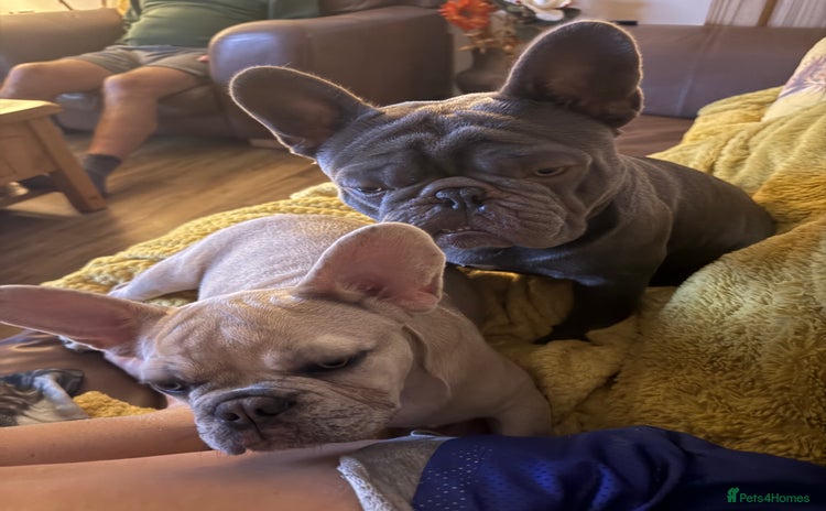 French Bulldog dogs - Advert 1