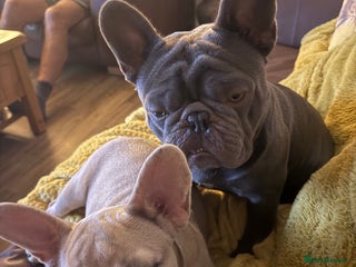 French Bulldog dogs - Advert 1