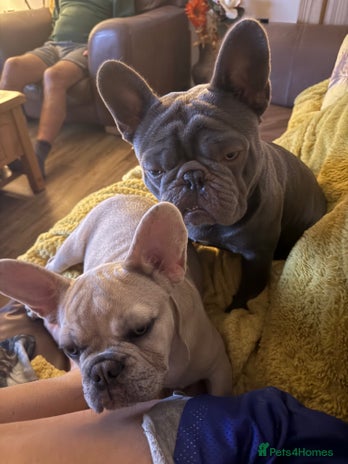 French Bulldog dogs - Advert 1