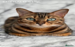 Bengal cats for sale: ⭐️TICA Triple Grand Champion⭐️ - Image 22