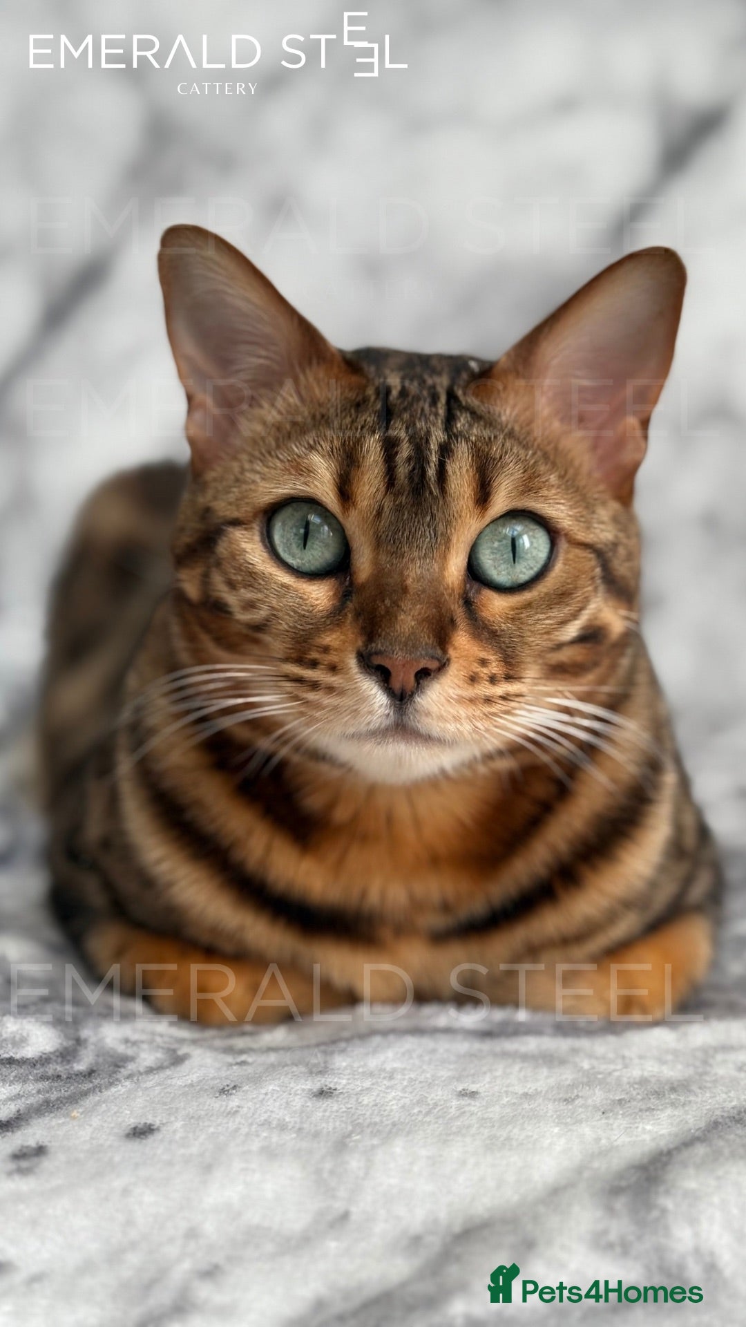 Bengal cats for sale: ⭐️TICA Triple Grand Champion⭐️ - Image 22