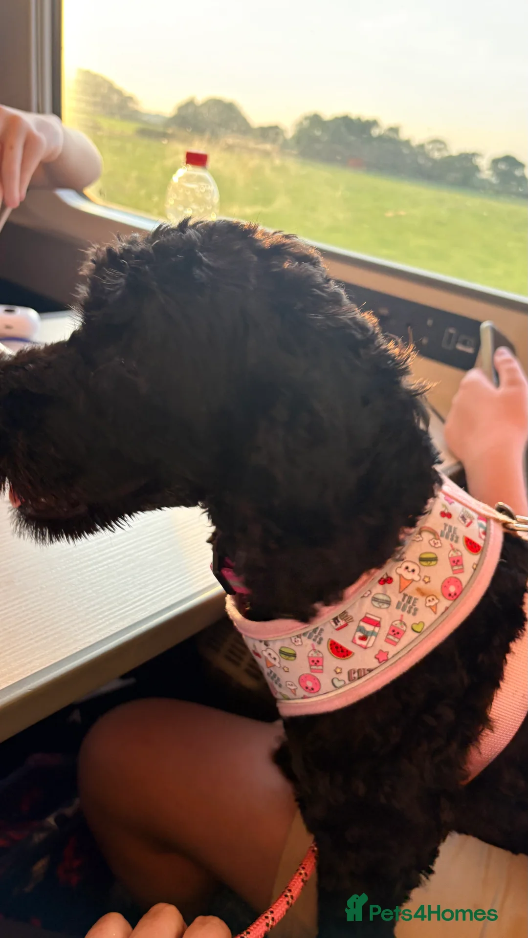 Mixed Breed dogs for sale: Cavapoo/cockapoo - Advert 2