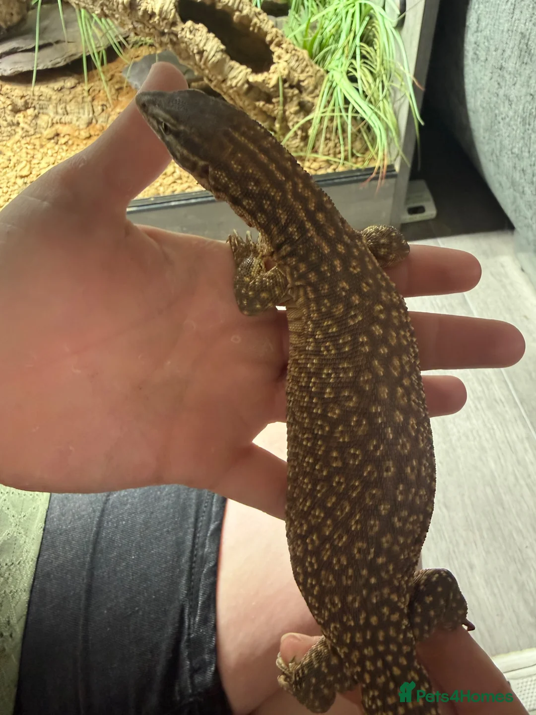 Monitor reptiles for sale: Subadult ackie monitor.  in Farnham - Advert 6
