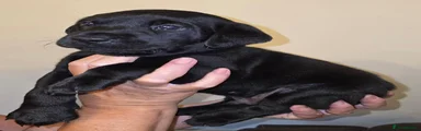 Labrador Retriever 3