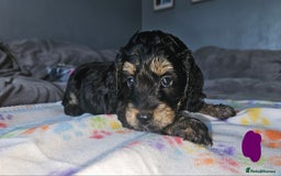 Cockapoo dogs for sale: Cockerpoo  - Image 26
