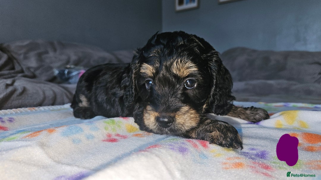 Cockapoo dogs for sale: Cockerpoo  - Image 26
