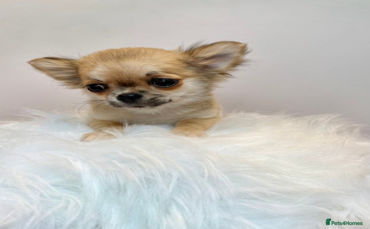 Chihuahua dogs - Advert 15