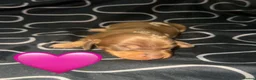 Miniature Dachshund dogs for sale: Miniature short-haired dachshunds (1 girl left) - Advert 20