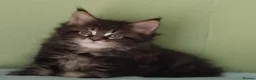 Maine Coon cats for sale: GCCF REGISTERED MAINE COON KITTENS FOR SALE  - Advert 8