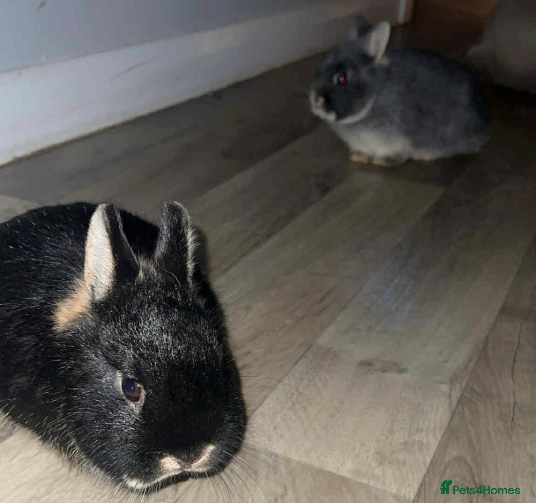 Netherland Dwarf rabbits for sale: Netherland dwarf bucks  - Advert 7