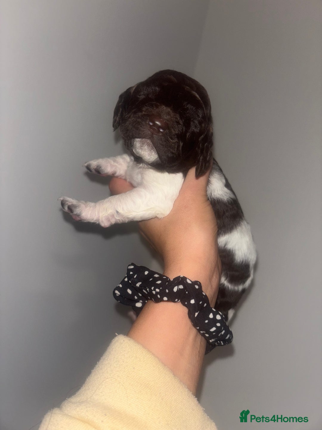 Cockapoo dogs for sale: Cockapoos puppies for sale *ready 19th feb* - Advert 15