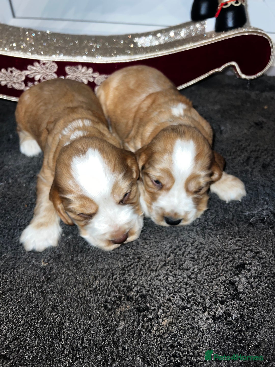 Cocker Spaniel dogs for sale: Show type Cocker spaniel puppies  - Advert 5