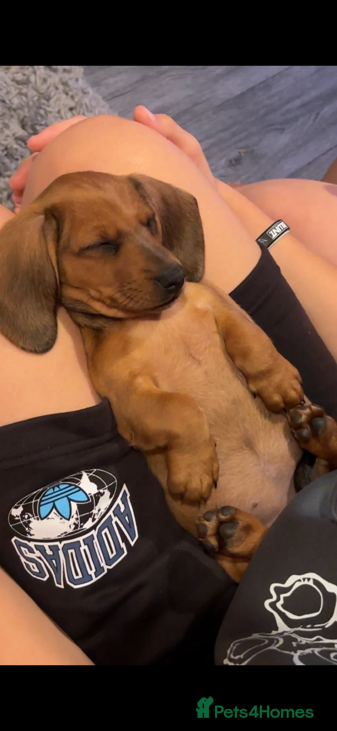 Dachshund dogs for sale: Short haired miniature dachshund puppy - Advert 5