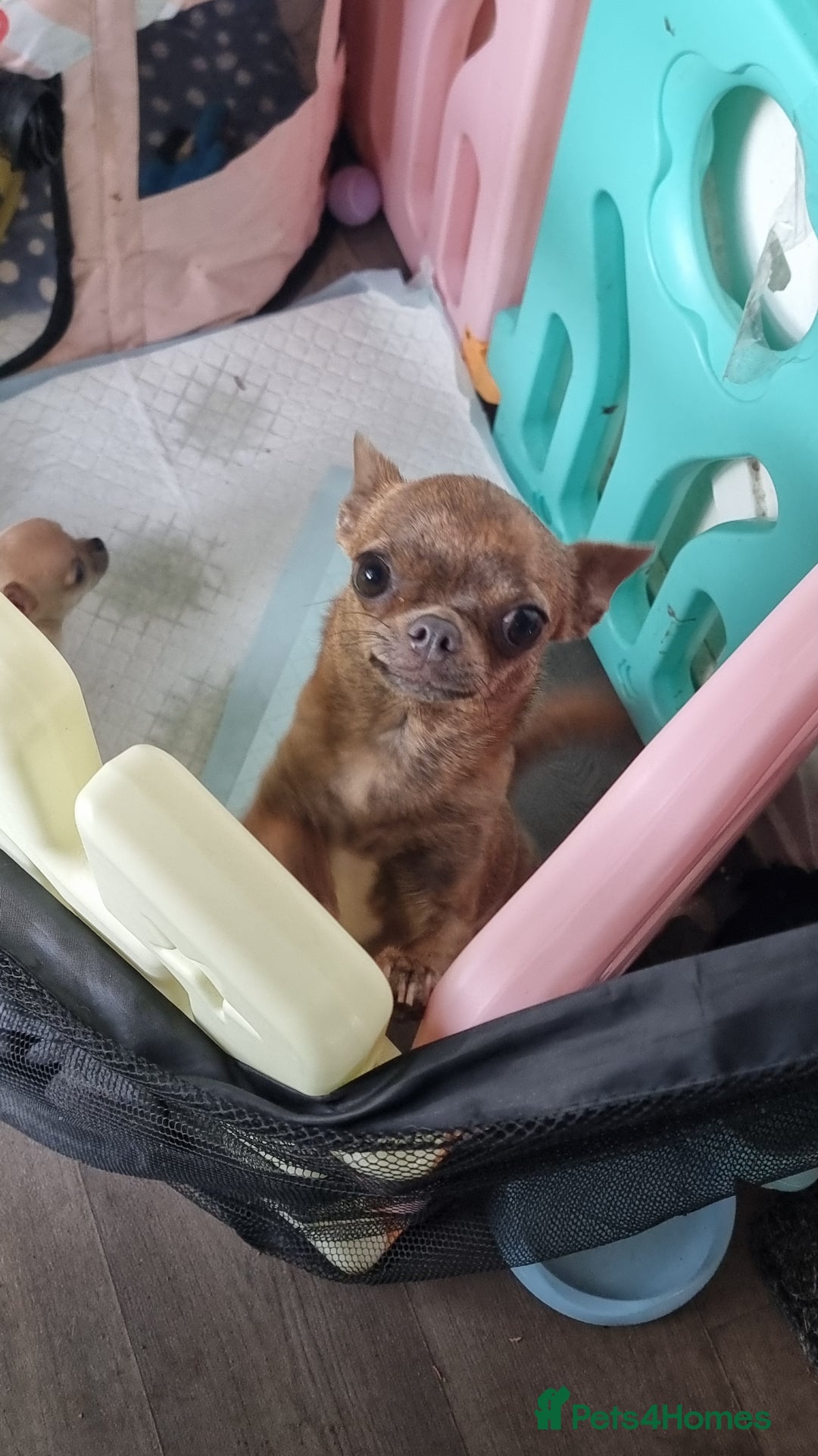 Chihuahua dogs for sale: Beautiful Tiny Chihuahua puppies - Image 9