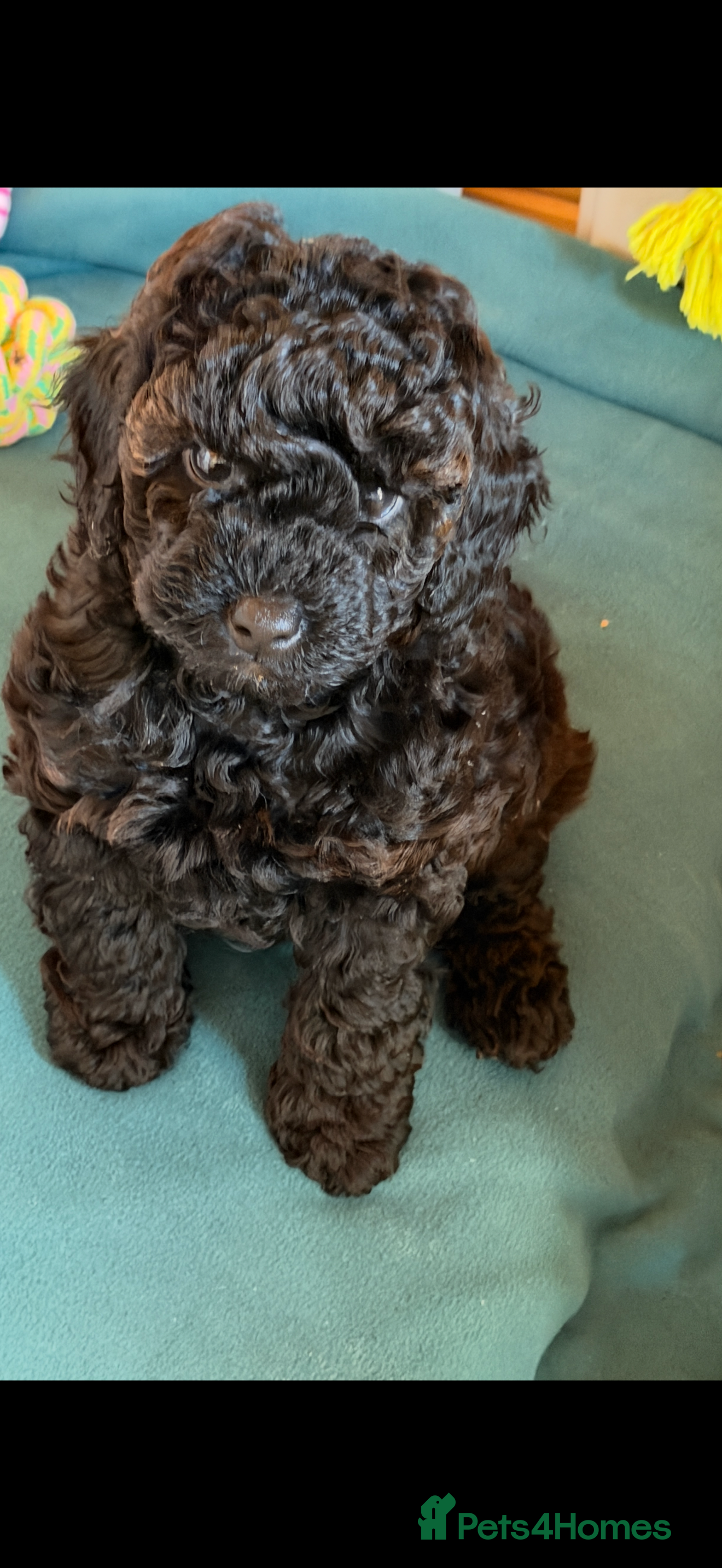 Toy Poodle dogs Beautiful toy girl health tested parents  - Advert 3