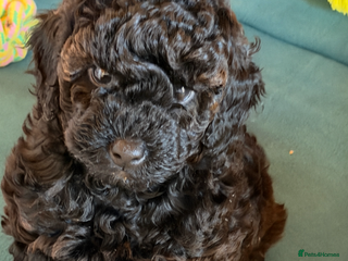 Toy Poodle dogs Beautiful toy girl health tested parents - Advert 10