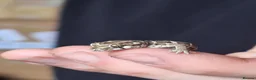 Gecko reptiles for sale: Cb25 & 26 Viper Geckos - Advert 1