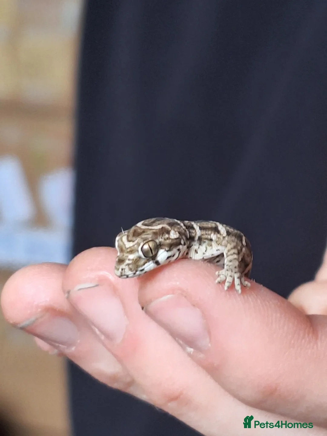 Gecko reptiles for sale: Cb25 & 26 Viper Geckos - Advert 1